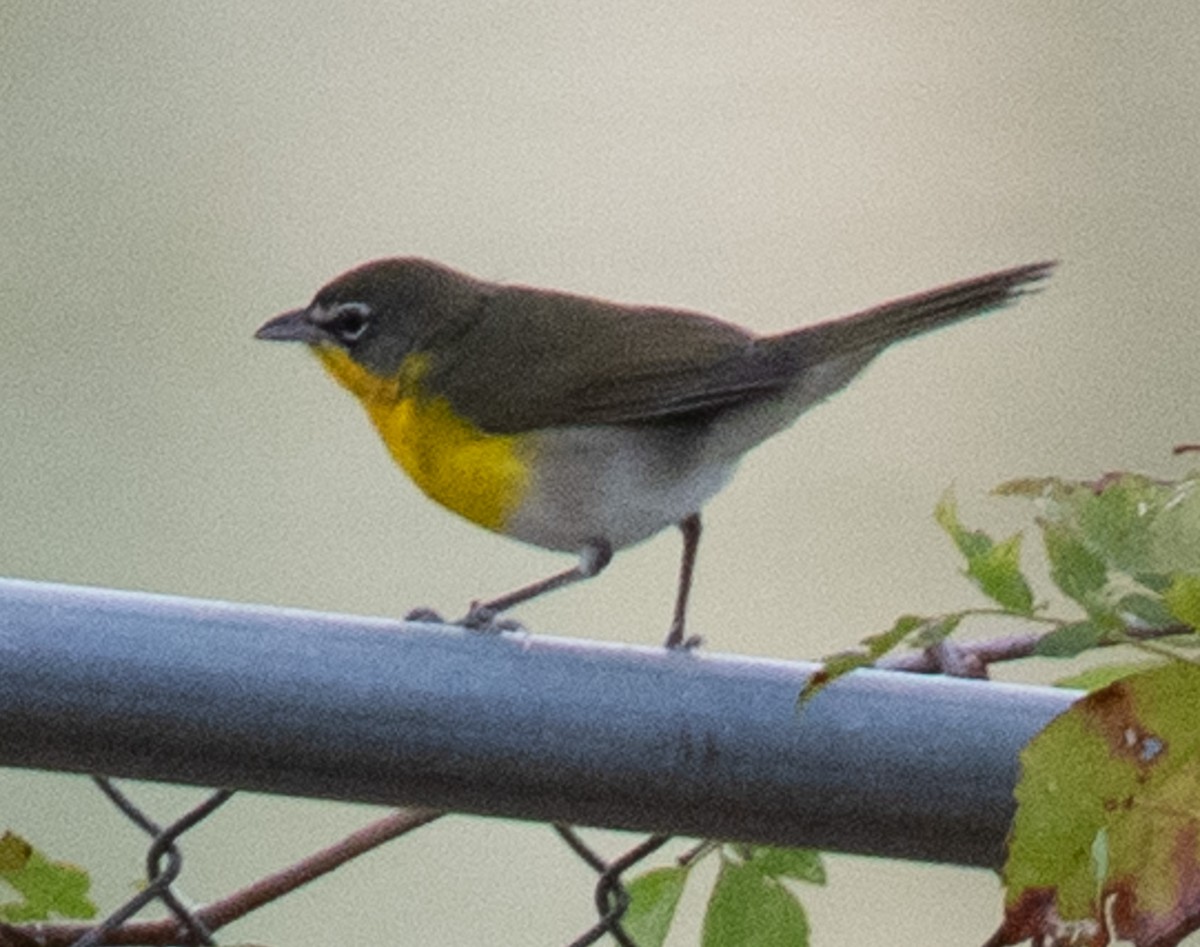 Yellow-breasted Chat - ML619380122