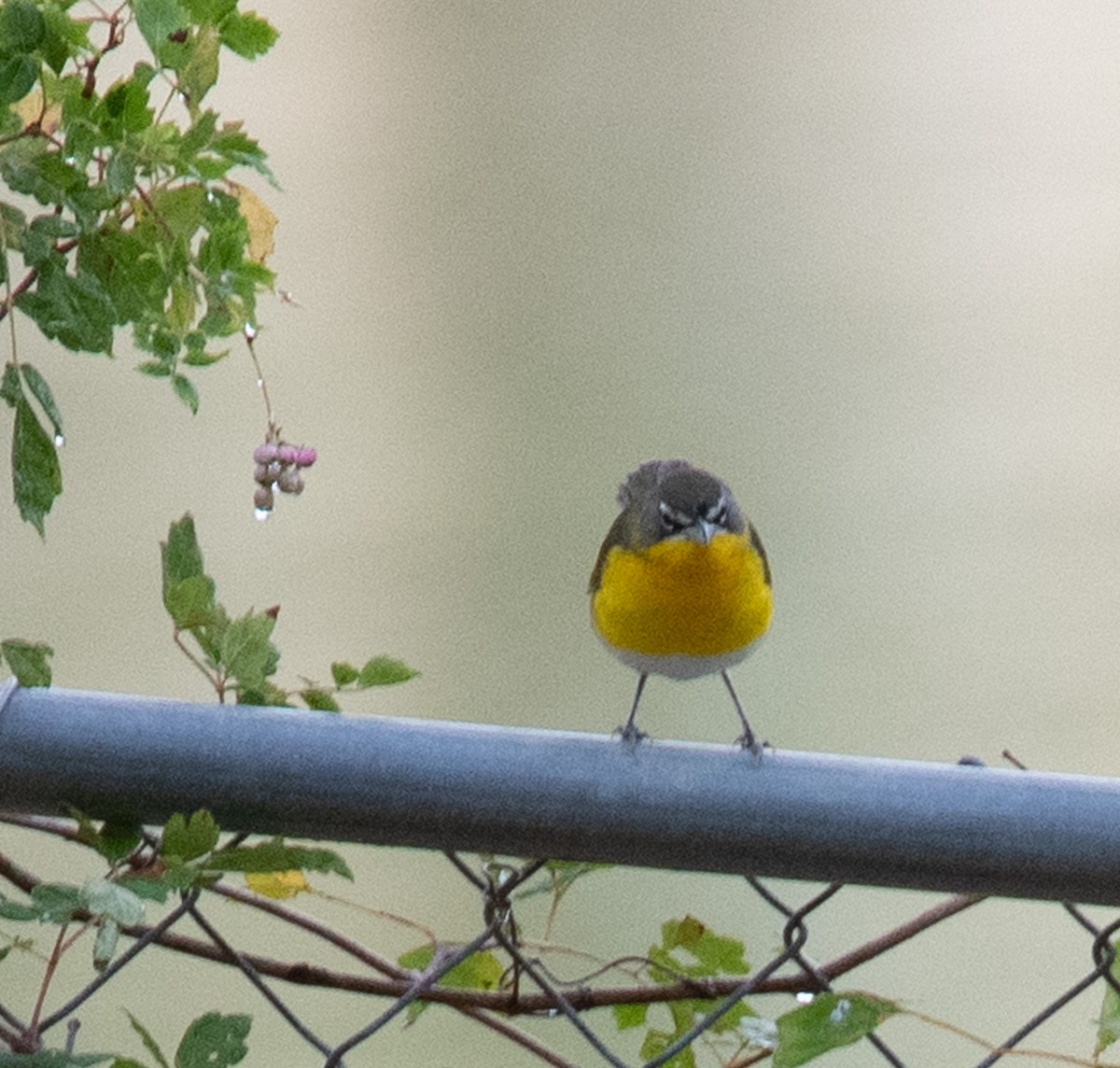 Yellow-breasted Chat - ML619380124