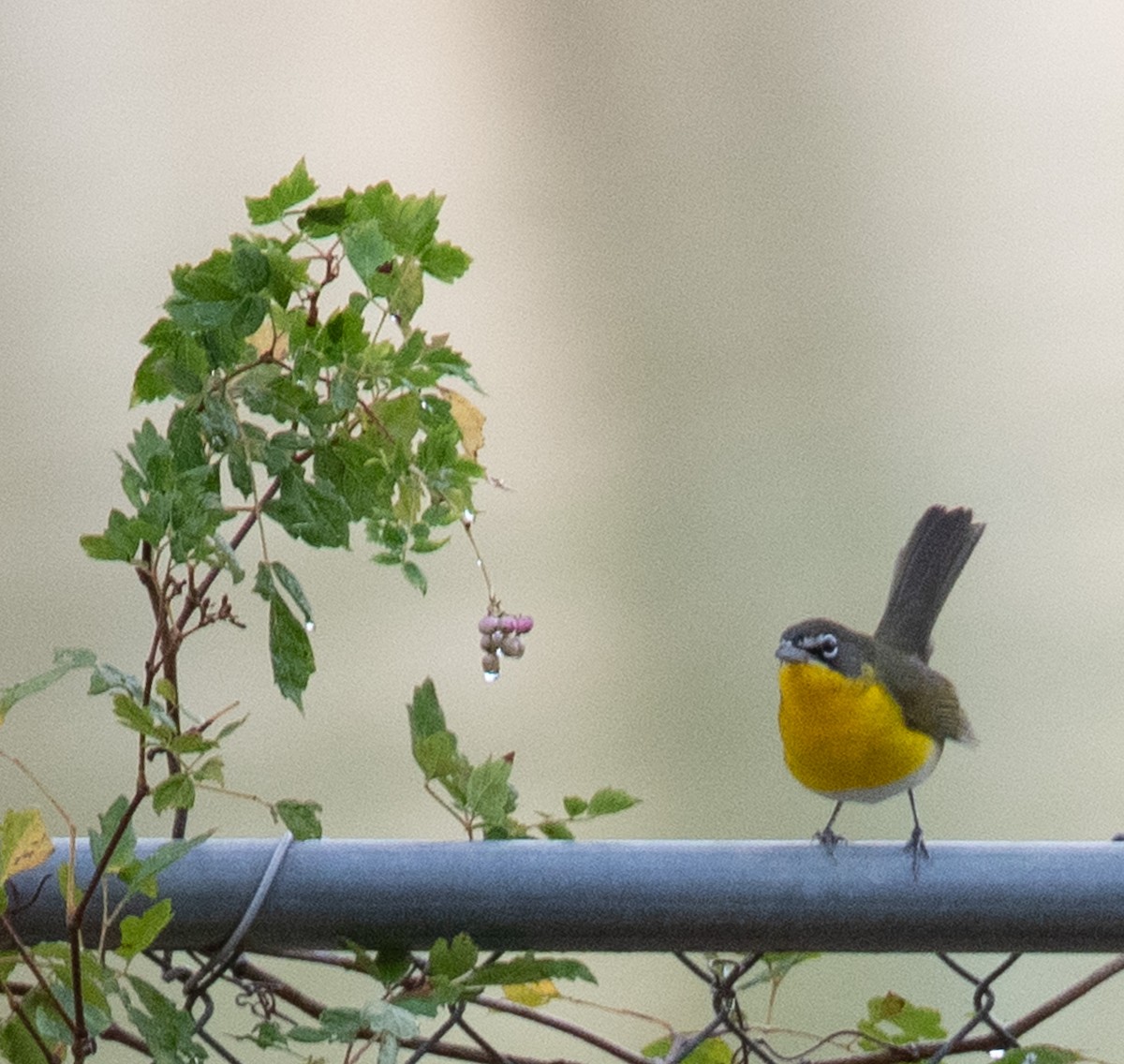 Yellow-breasted Chat - ML619380125