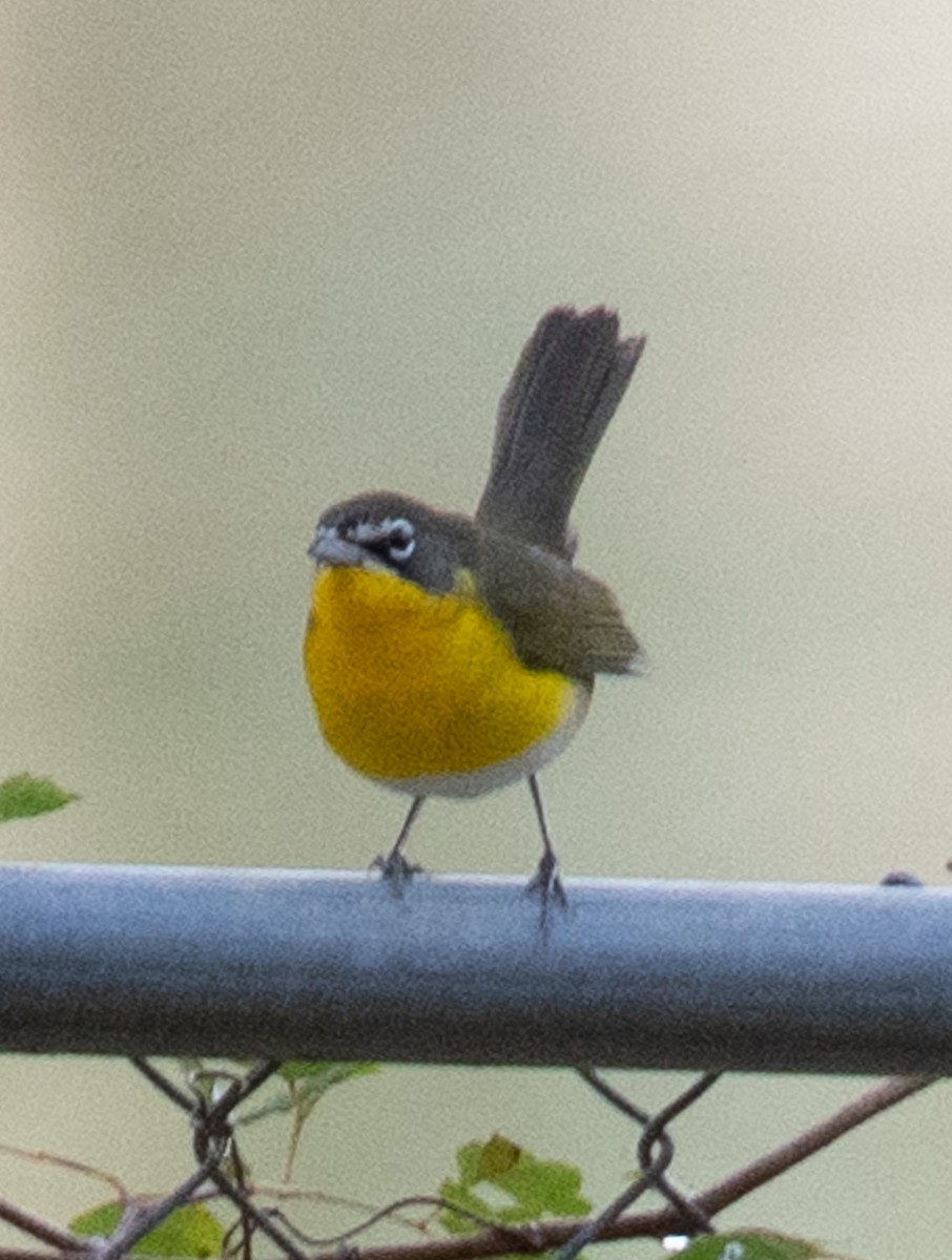 Yellow-breasted Chat - ML619380126
