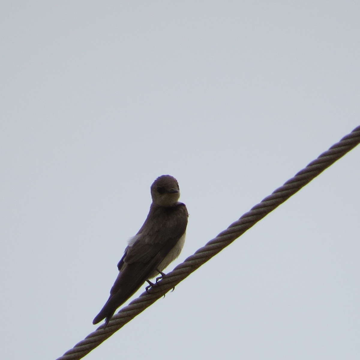 Northern Rough-winged Swallow - ML619380150