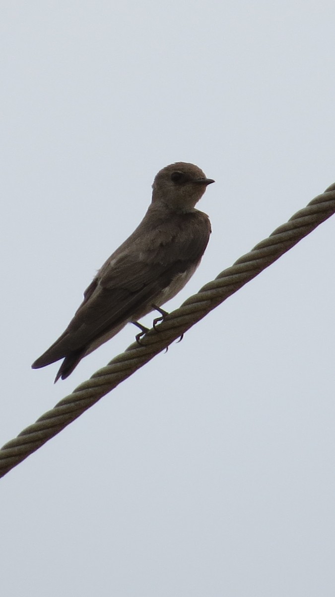 Northern Rough-winged Swallow - ML619380151