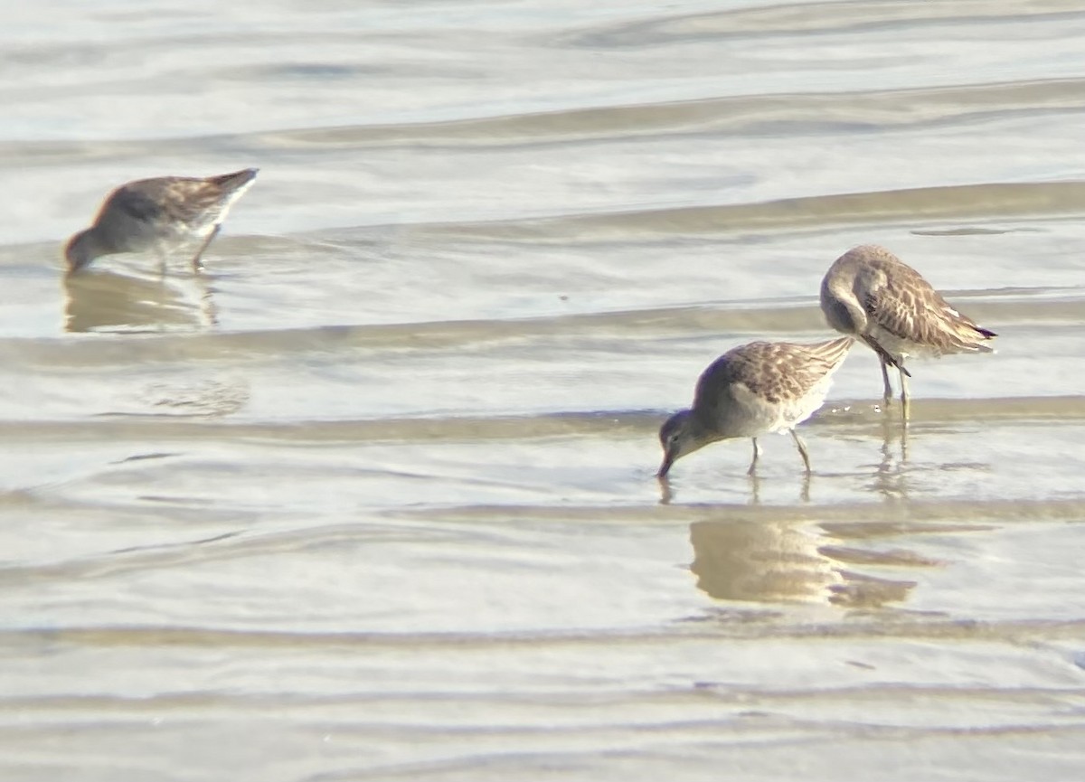 Long-billed Dowitcher - ML619380179