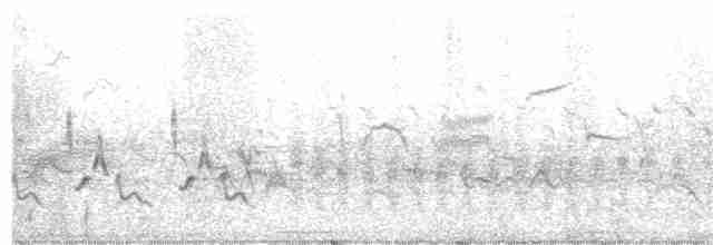 Светлобрюхий фиби - ML619380188