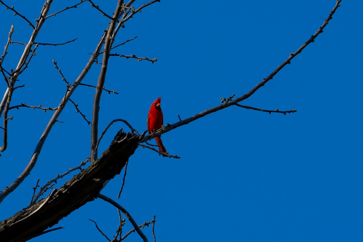 Cardinal rouge - ML619380219