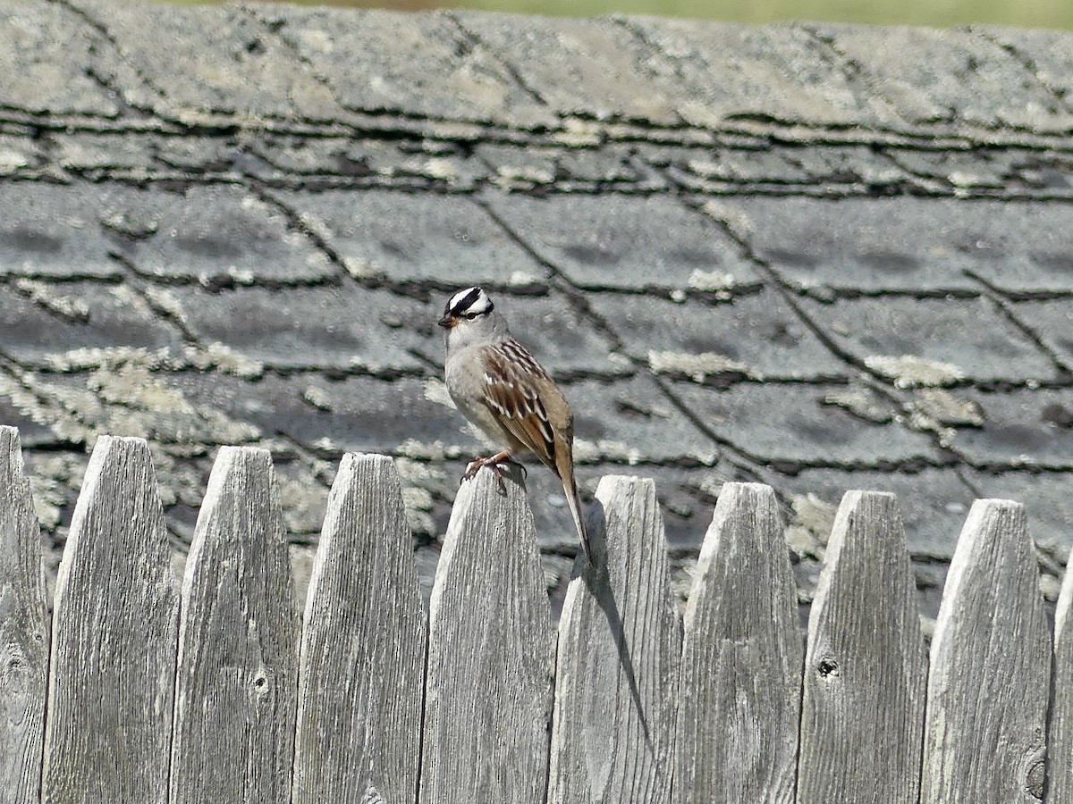 White-crowned Sparrow - ML619380252
