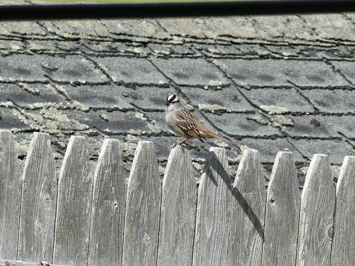 White-crowned Sparrow - ML619380253