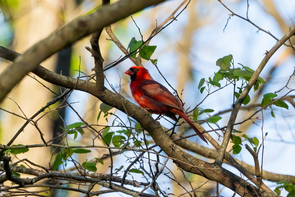 Cardinal rouge - ML619380259
