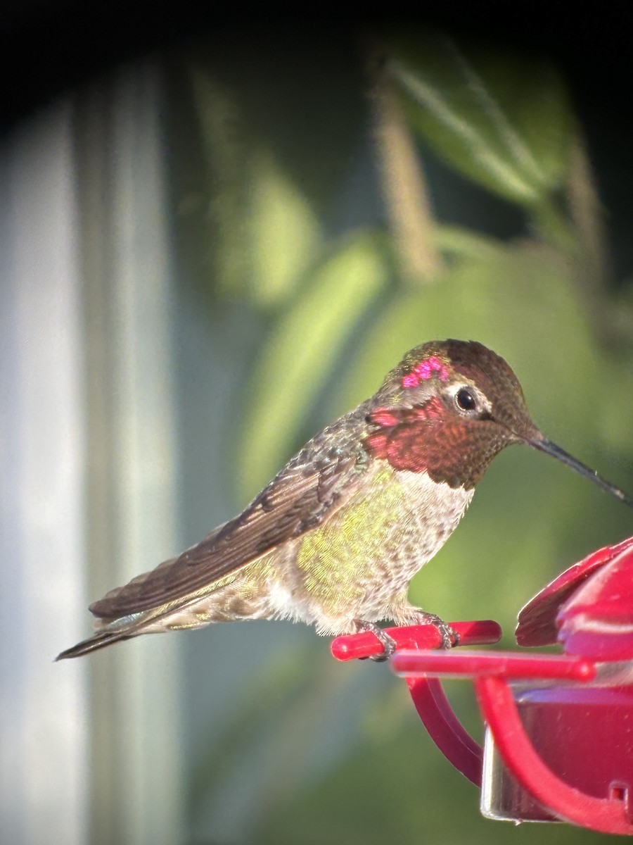 Anna's Hummingbird - ML619380264
