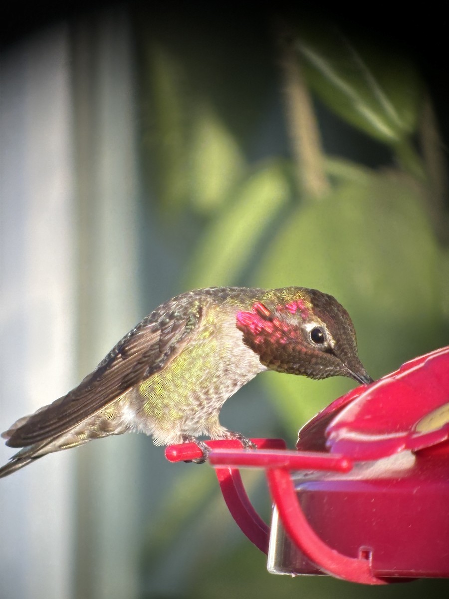 Anna's Hummingbird - ML619380265