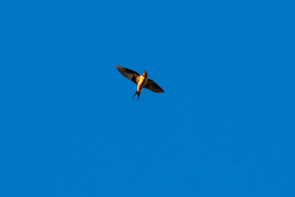 Barn Swallow - ML619380337