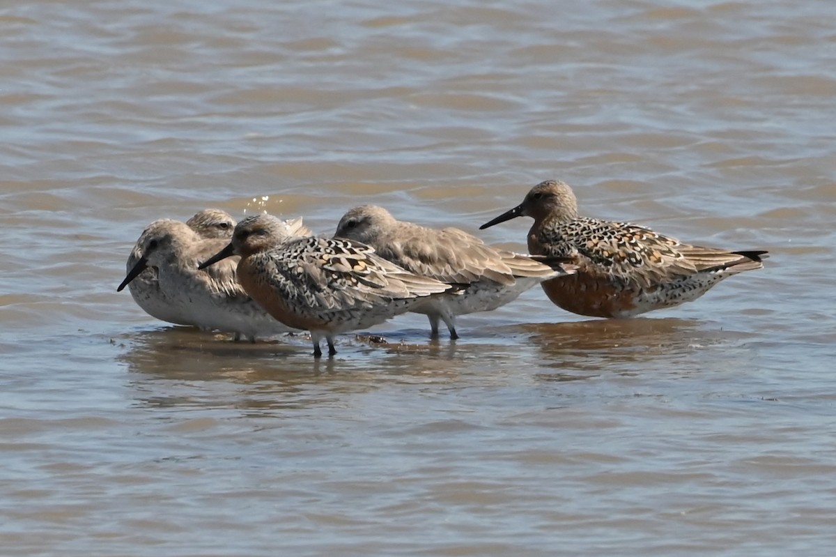 Red Knot - ML619380356
