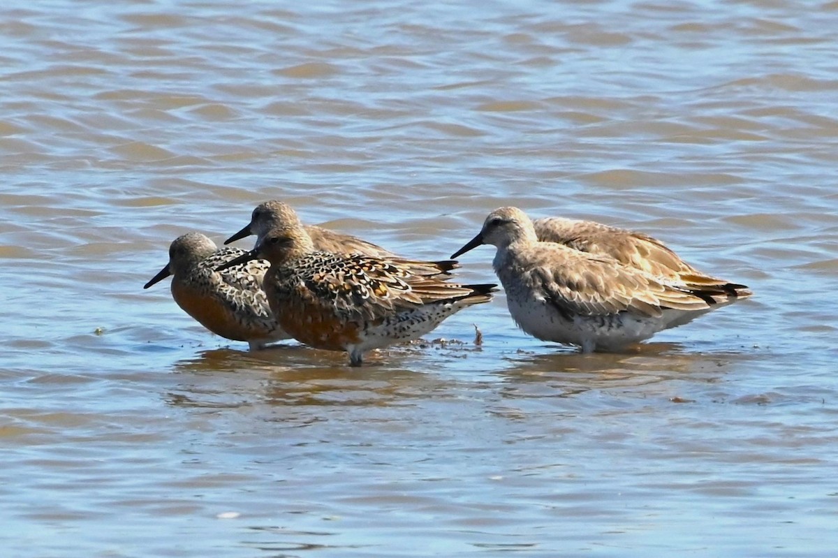 Red Knot - ML619380357