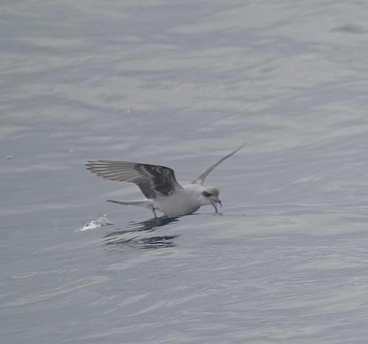 Fork-tailed Storm-Petrel - ML619380399