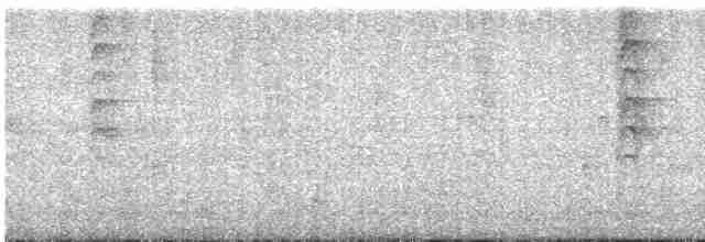 Новозеландская веерохвостка - ML619380475