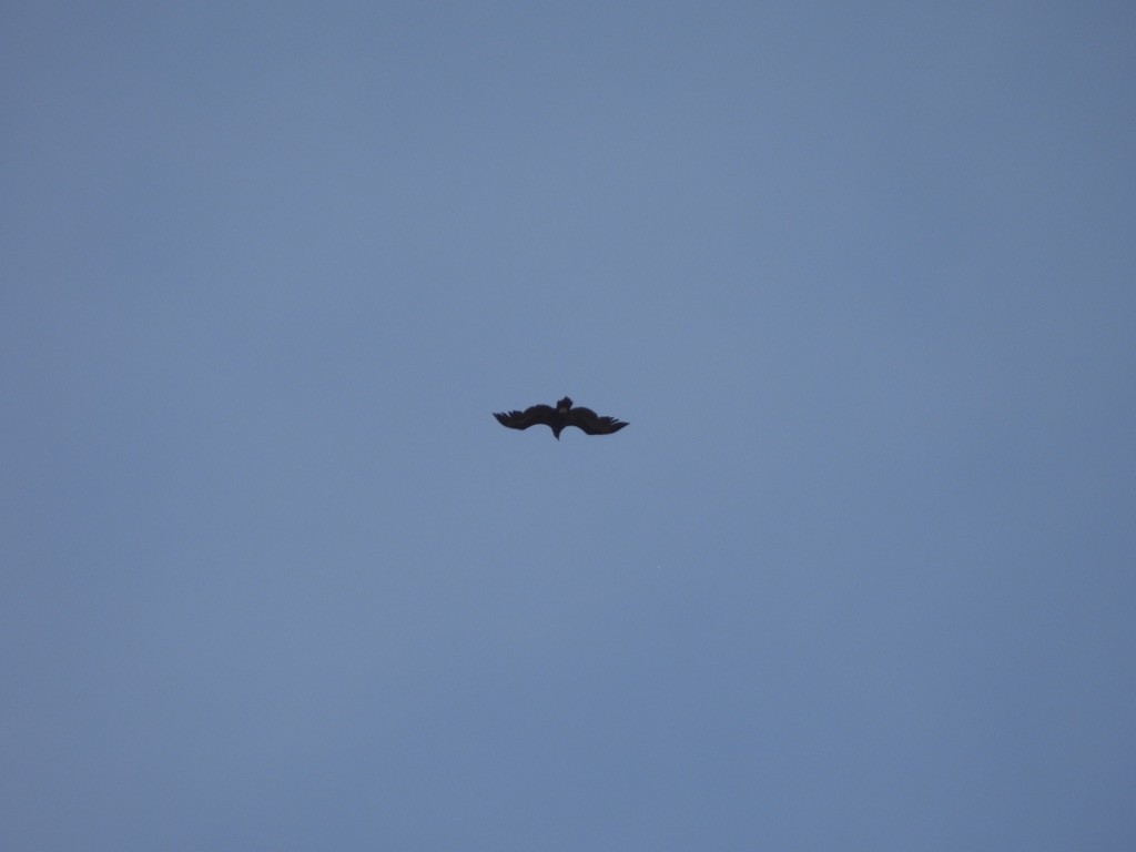 Cinereous Vulture - ML619380515