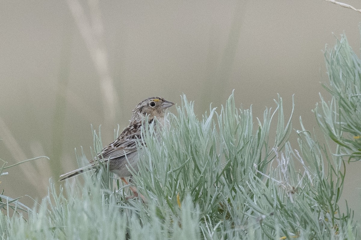 Grasshopper Sparrow - ML619380530