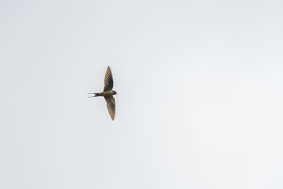 Barn Swallow - ML619380536