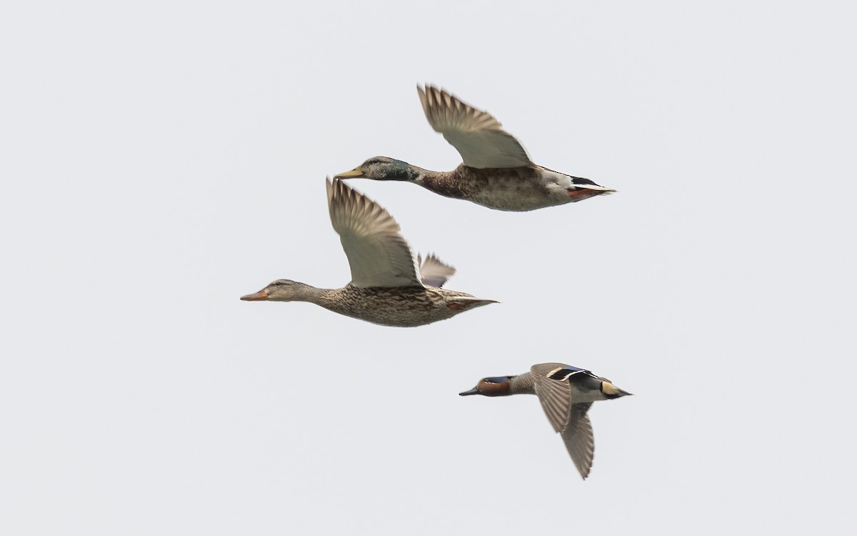 Green-winged Teal - ML619380546