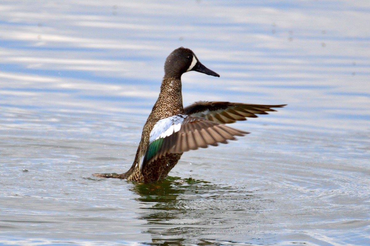 Blue-winged Teal - ML619380559