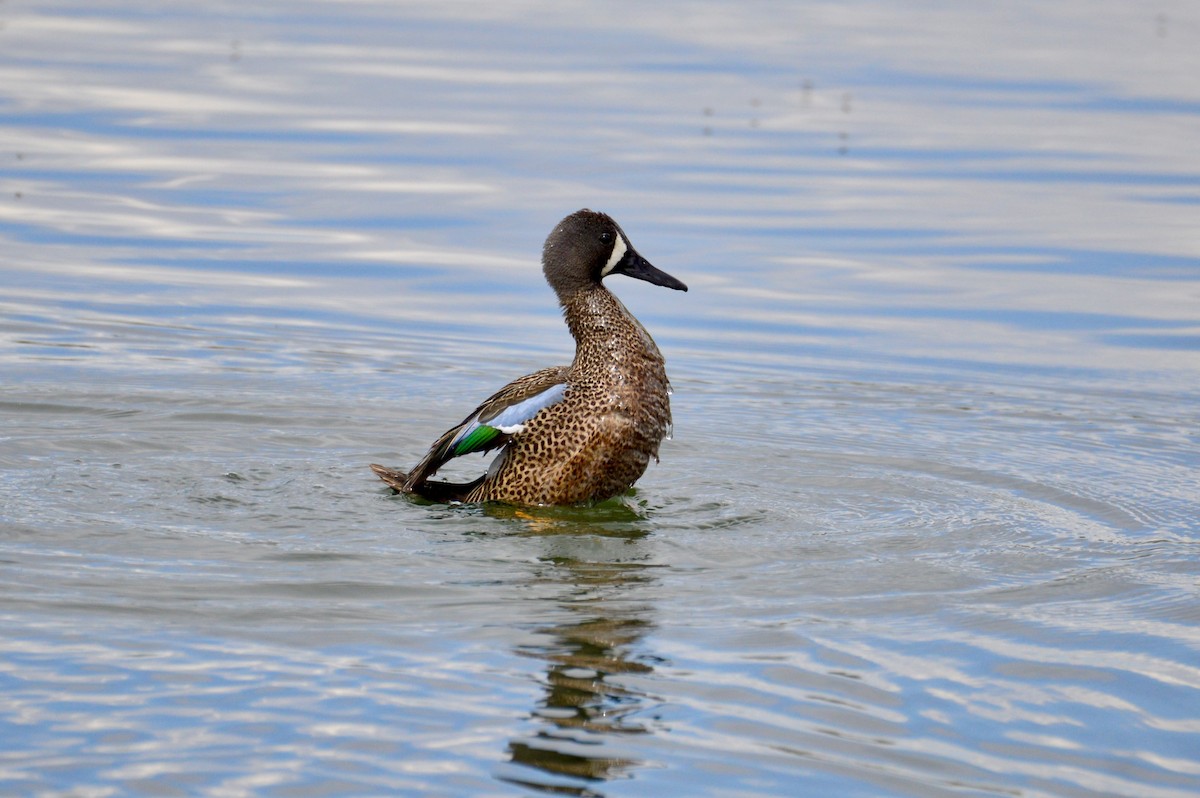 Blue-winged Teal - ML619380560