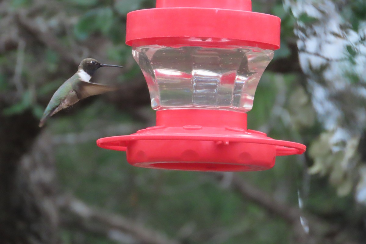 Black-chinned Hummingbird - ML619380625
