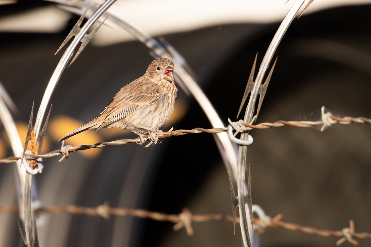 House Finch (Common) - ML619380655