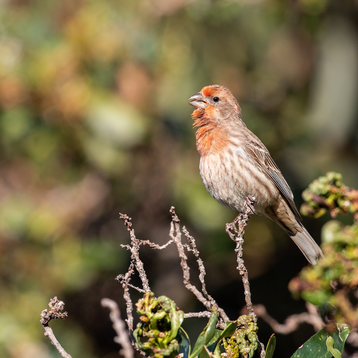 House Finch (Common) - ML619380658