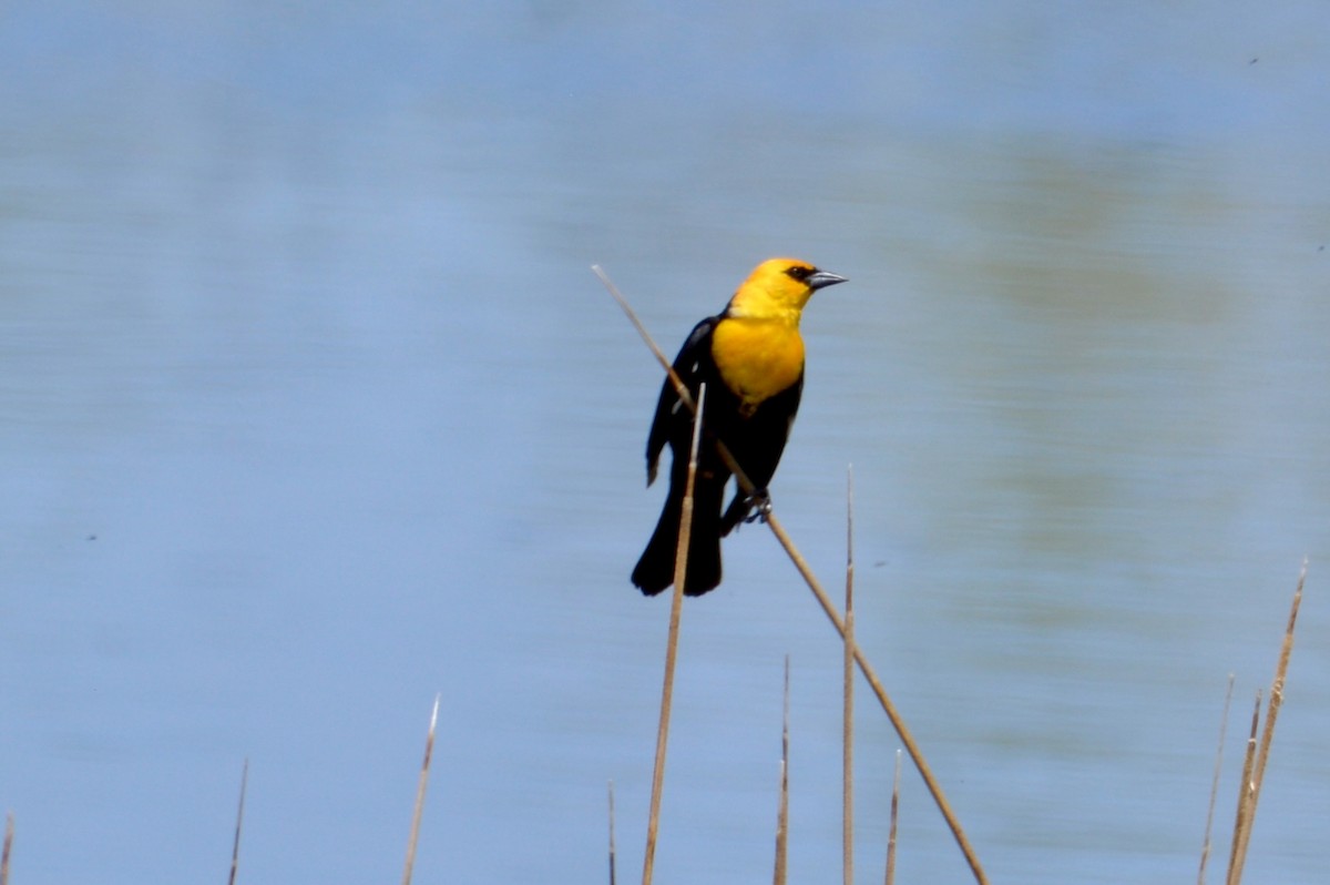 Yellow-headed Blackbird - ML619380685