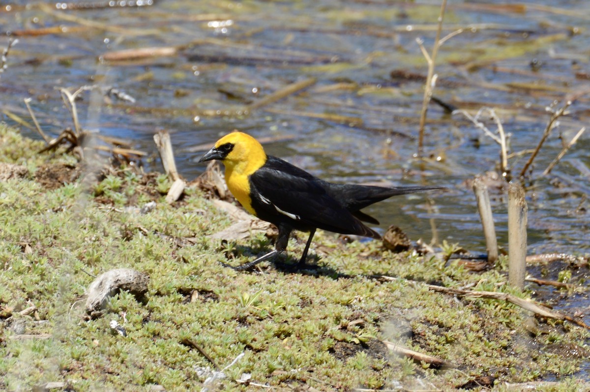 Yellow-headed Blackbird - ML619380686