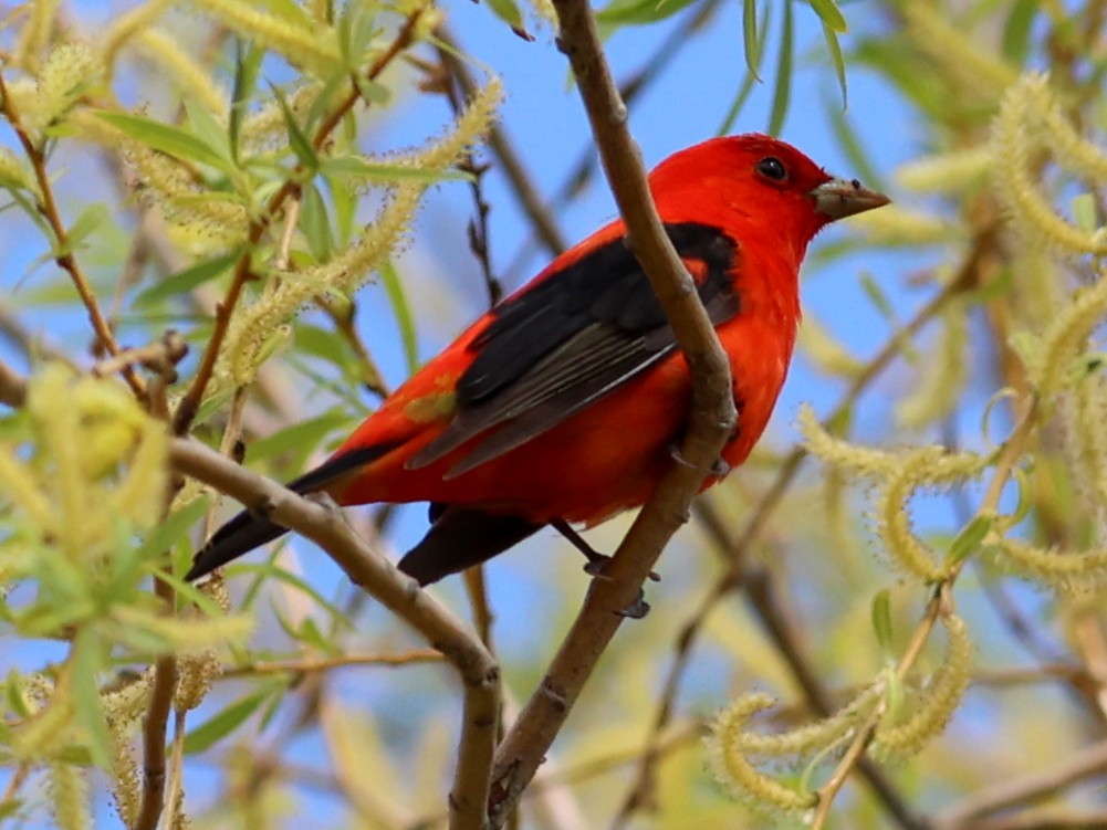Scarlet Tanager - ML619380714