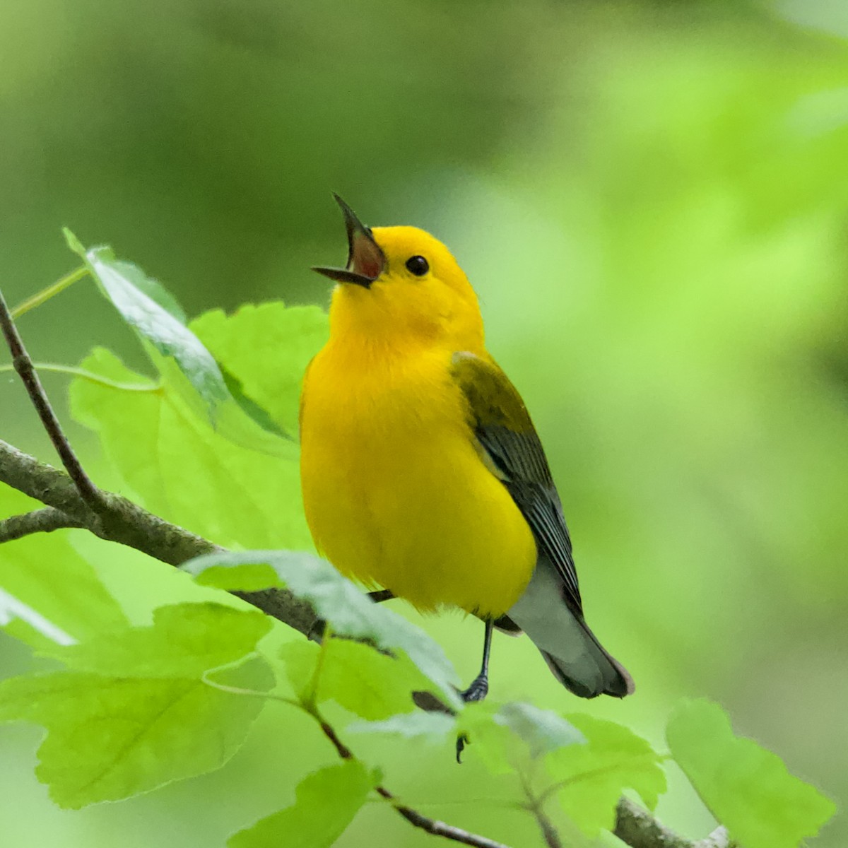 Prothonotary Warbler - ML619380736