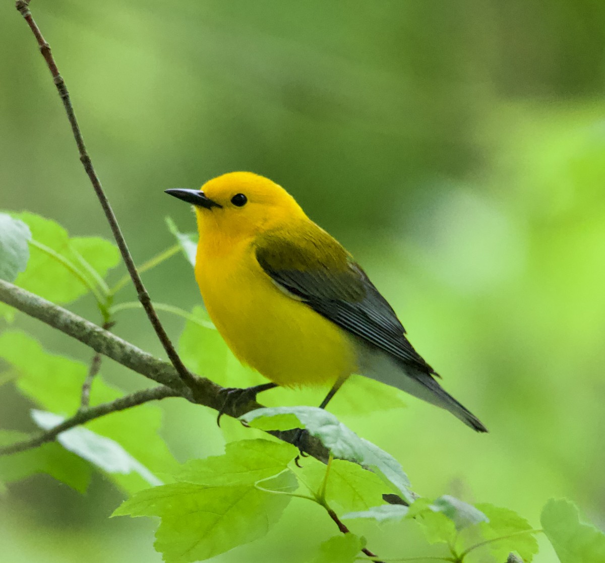 Prothonotary Warbler - ML619380737