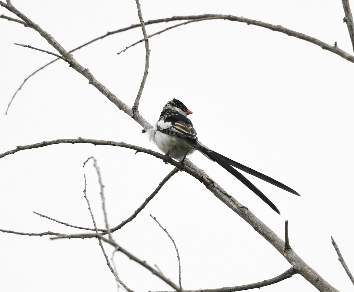 Pin-tailed Whydah - ML619380745