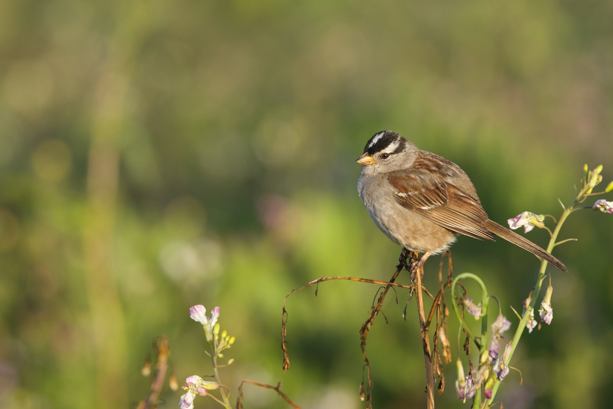 White-crowned Sparrow - ML619380797
