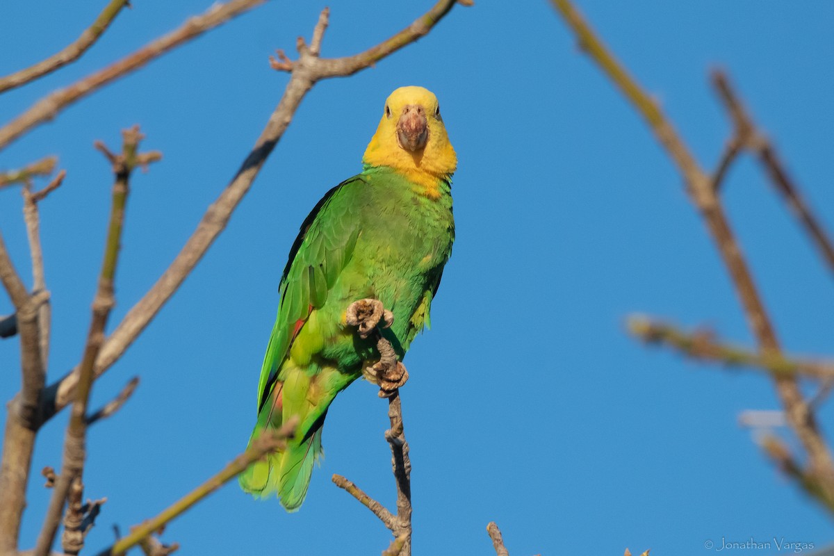 Yellow-headed Parrot (Tres Marias Is.) - ML619380800