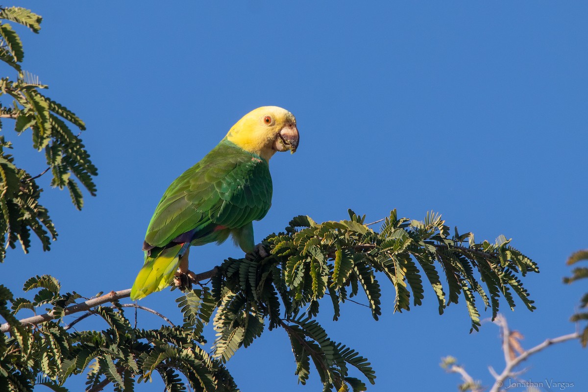 Yellow-headed Parrot (Tres Marias Is.) - ML619380801