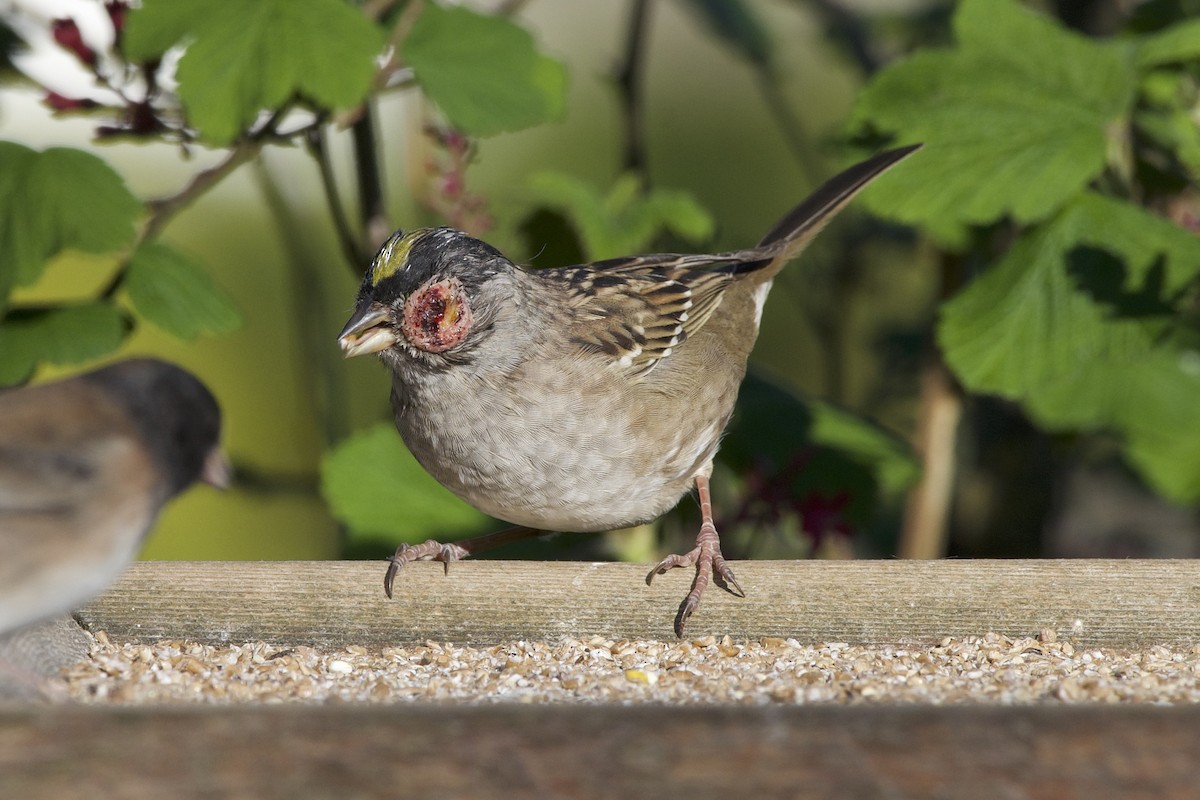 Golden-crowned Sparrow - ML619380804