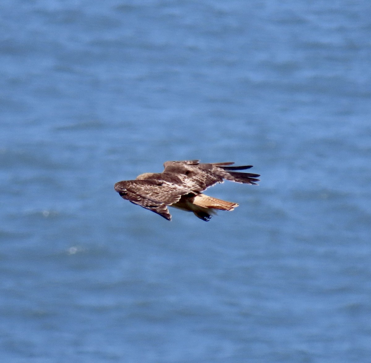 Red-tailed Hawk - ML619380855