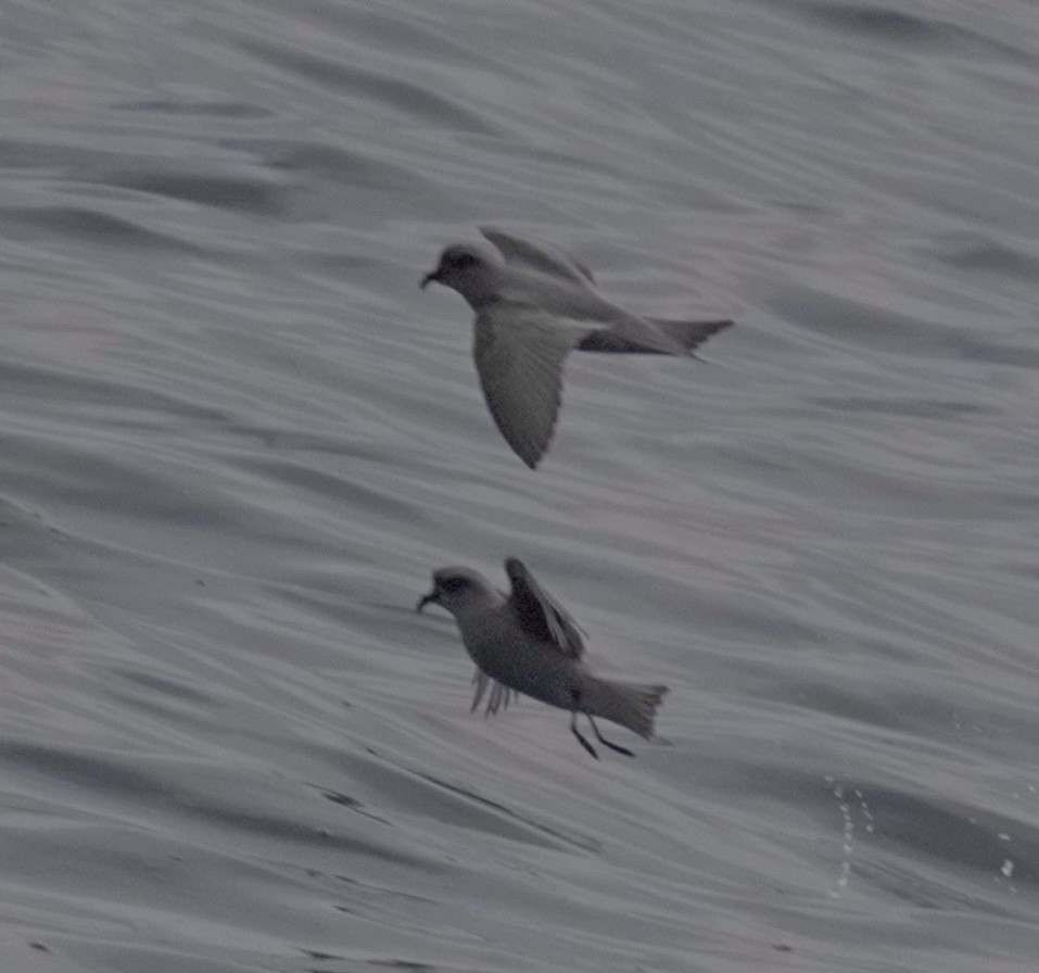 Fork-tailed Storm-Petrel - ML619380856
