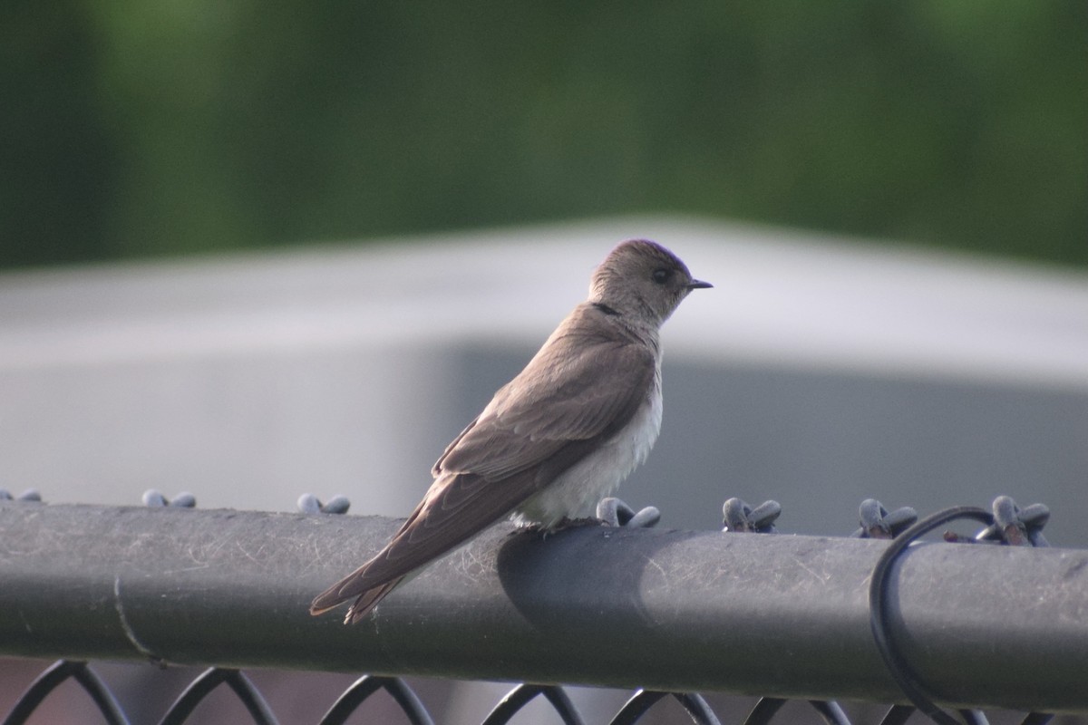 Northern Rough-winged Swallow - ML619380897