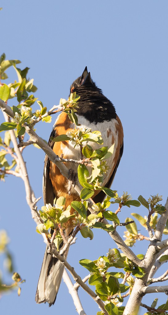 Spotted Towhee - ML619380918