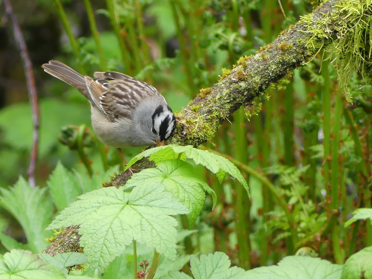 White-crowned Sparrow (Gambel's) - ML619380952