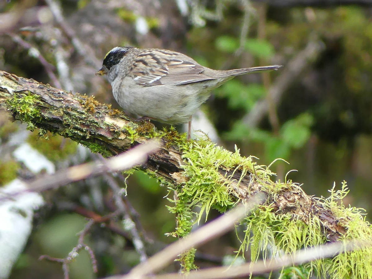 Golden-crowned Sparrow - ML619380970