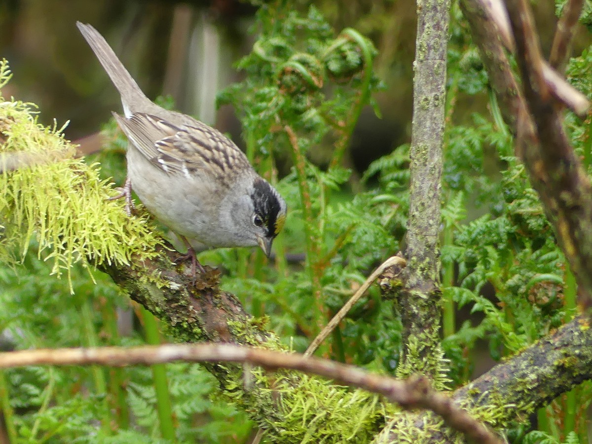 Golden-crowned Sparrow - ML619380971
