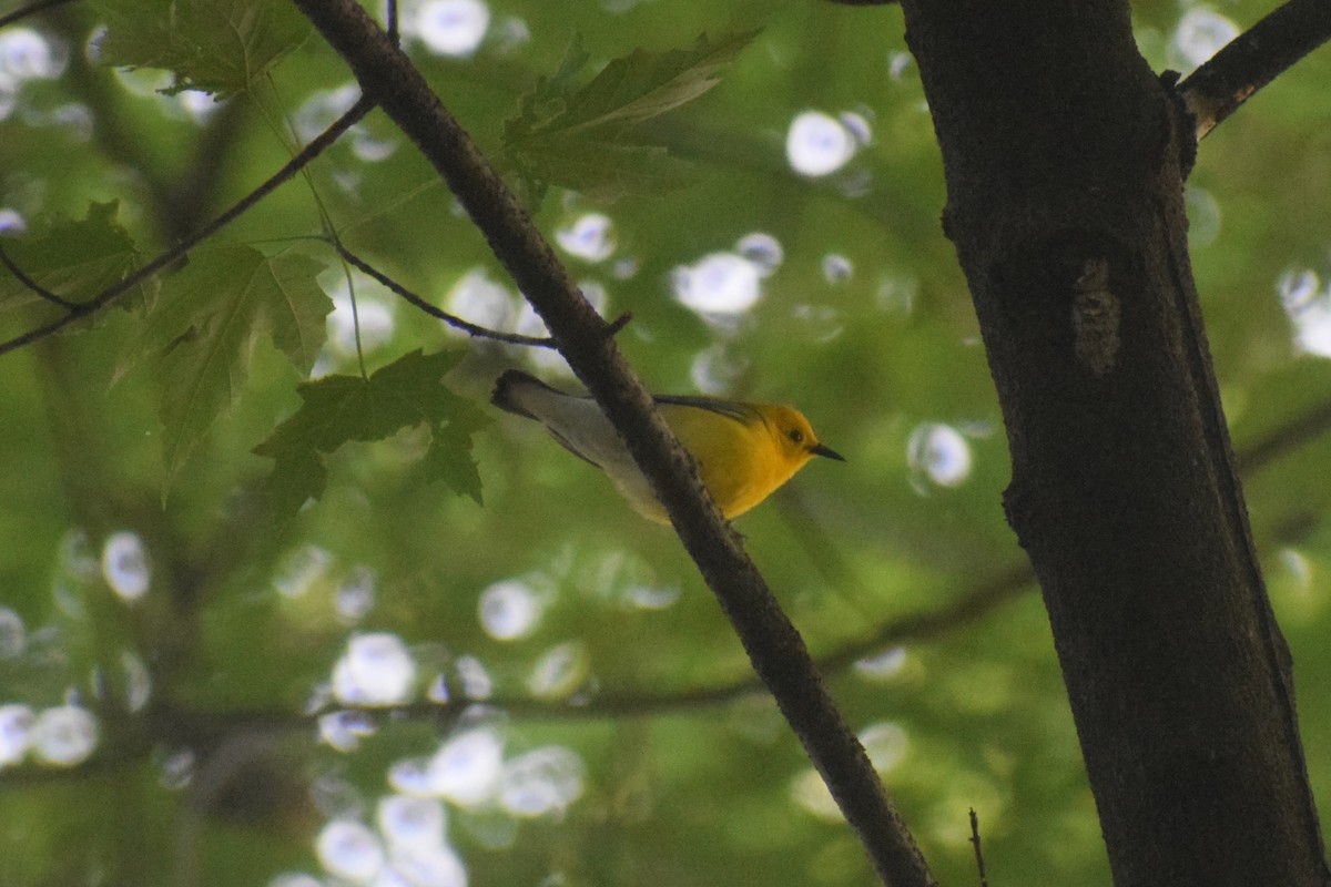 Prothonotary Warbler - ML619380984