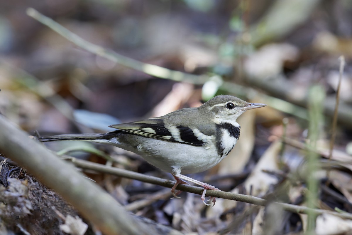 Forest Wagtail - ML619381035