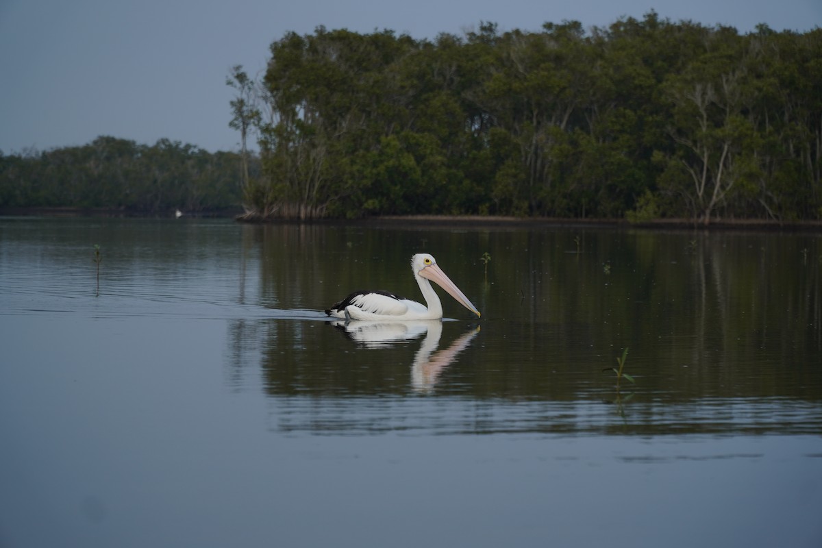 pelikán australský - ML619381070