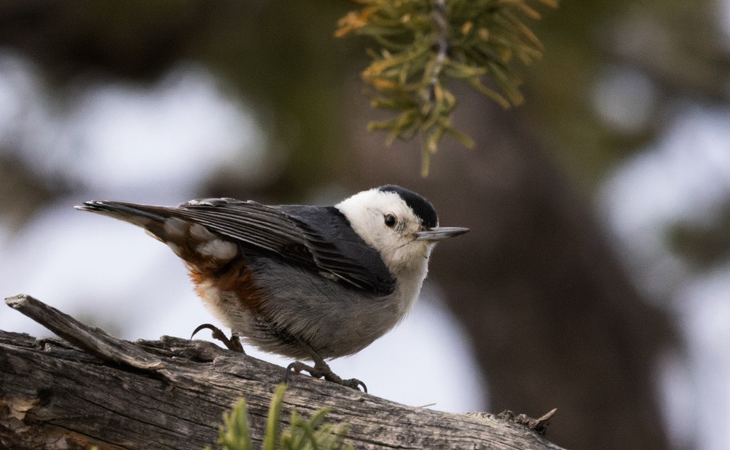 White-breasted Nuthatch - ML619381087