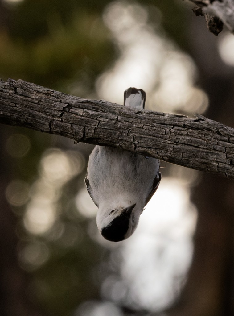 White-breasted Nuthatch - ML619381089